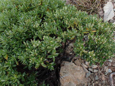 Sivun Veronica cryptomorpha (Bayly, Kellow, G. E. Harper & Garn.-Jones) Garn.-Jones kuva