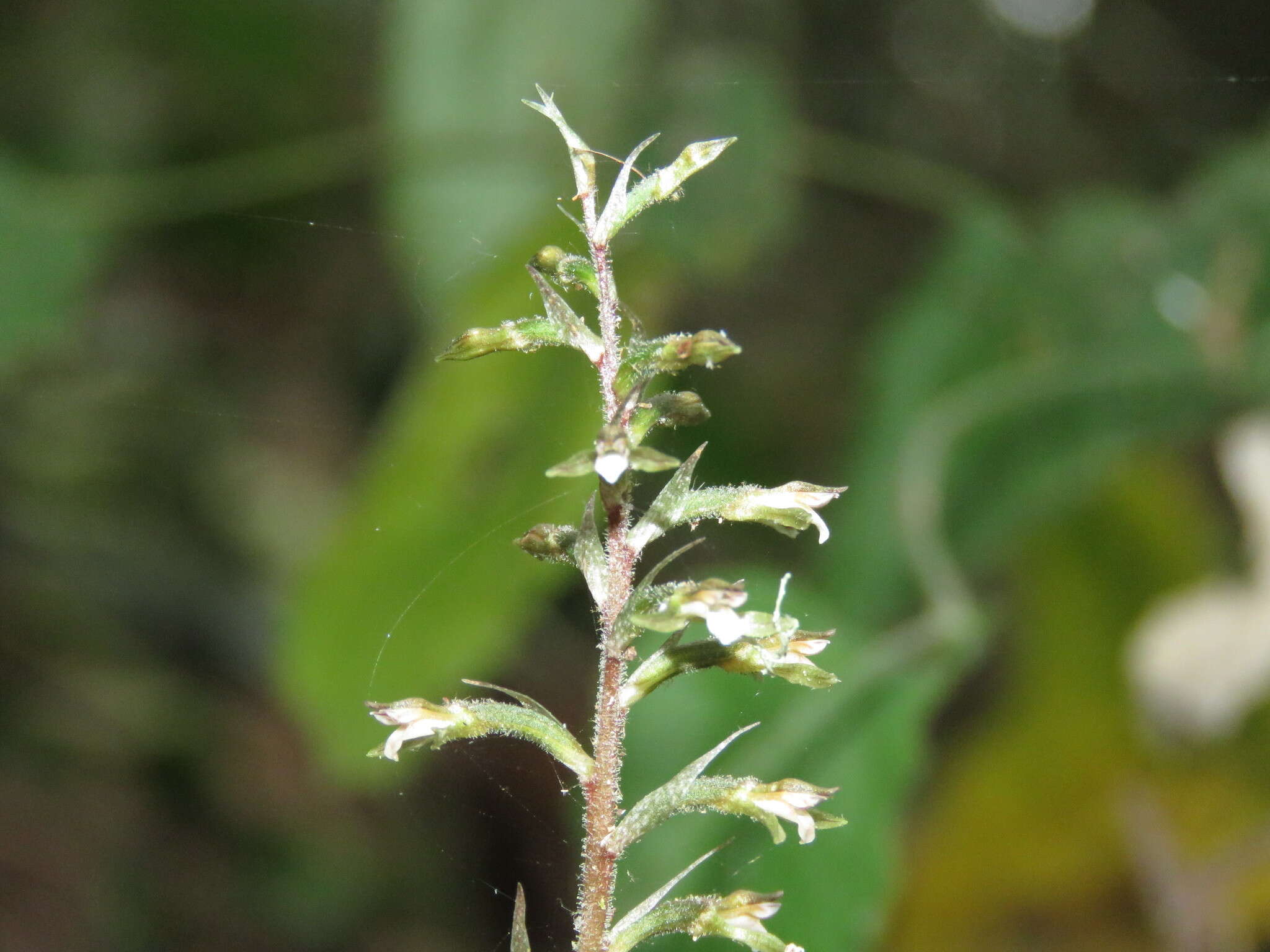 Image of Cranichis ladiestresses