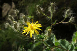 Image of longbeard hawkweed