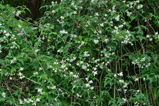 Image of Clematis parviloba Gardn. & Champ.