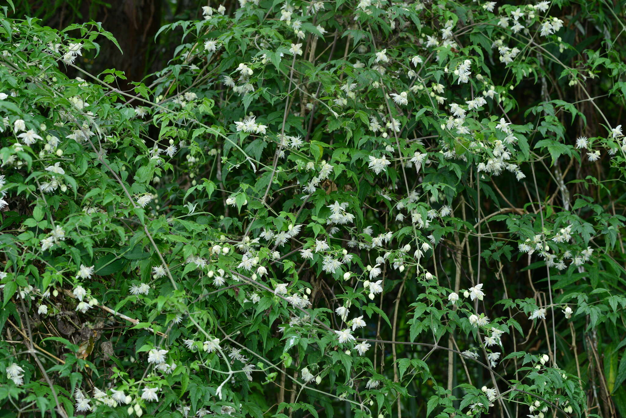 Image of Clematis parviloba Gardn. & Champ.