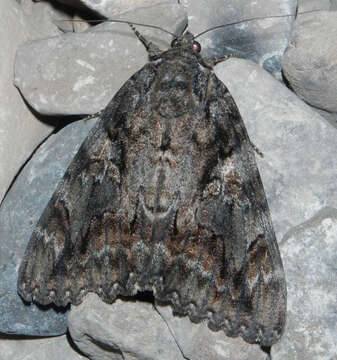 Image of Aholibah Underwing