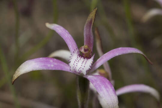 Image of Pink candy orchid