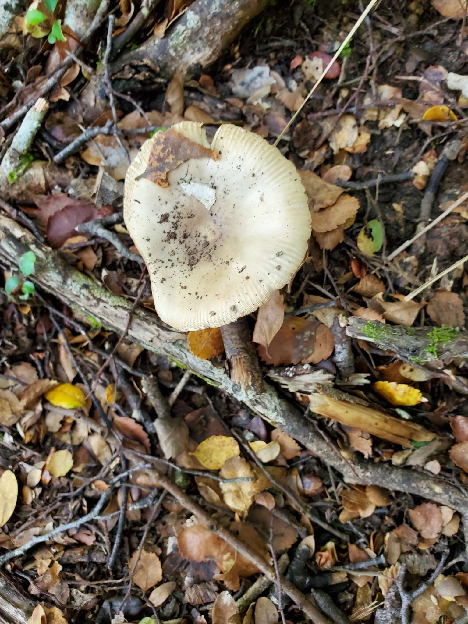 Image of Amanita taiepa G. S. Ridl. 1991