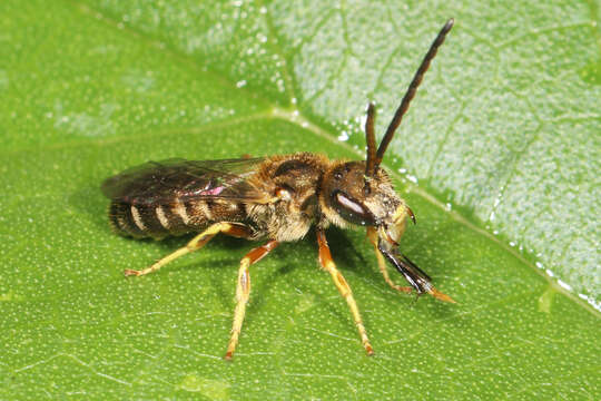 Image of Halictus confusus Smith 1853