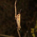 Image of Siberian Straw Grasshopper