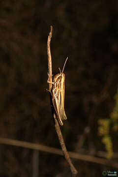 Image of Euchorthippus pulvinatus (Fischer von Waldheim 1846)