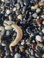 Image of rat-tailed fusiform sea cucumber