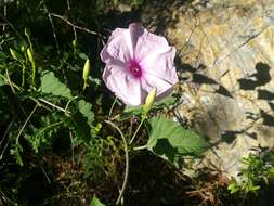 Sivun Ipomoea jalapa (L.) Coxe kuva