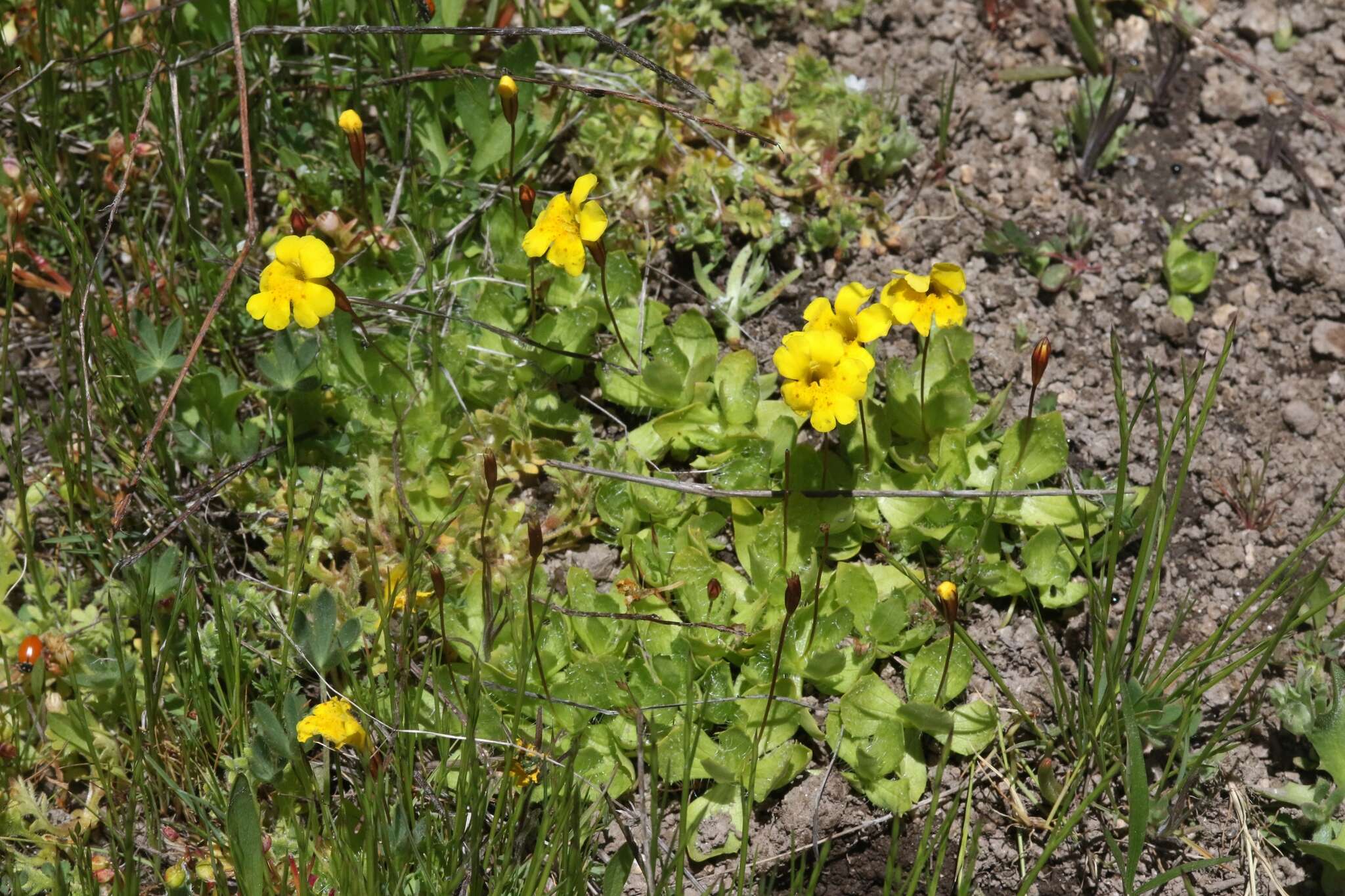 Image of Yellow Creeping Monkey-Flower