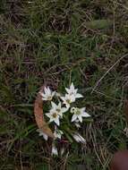 Image of Ipheion sessile (Phil.) Traub