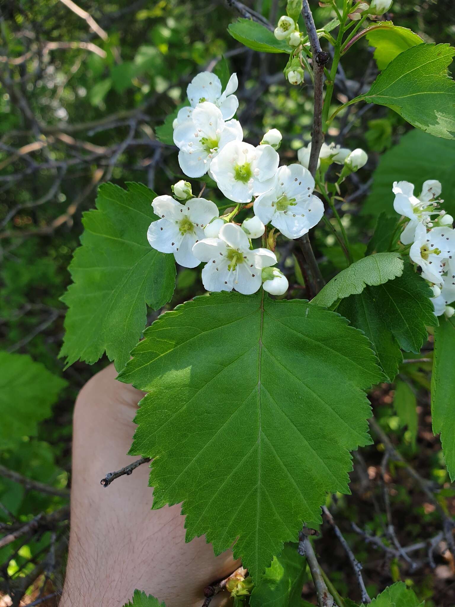 Imagem de Crataegus macrosperma Ashe