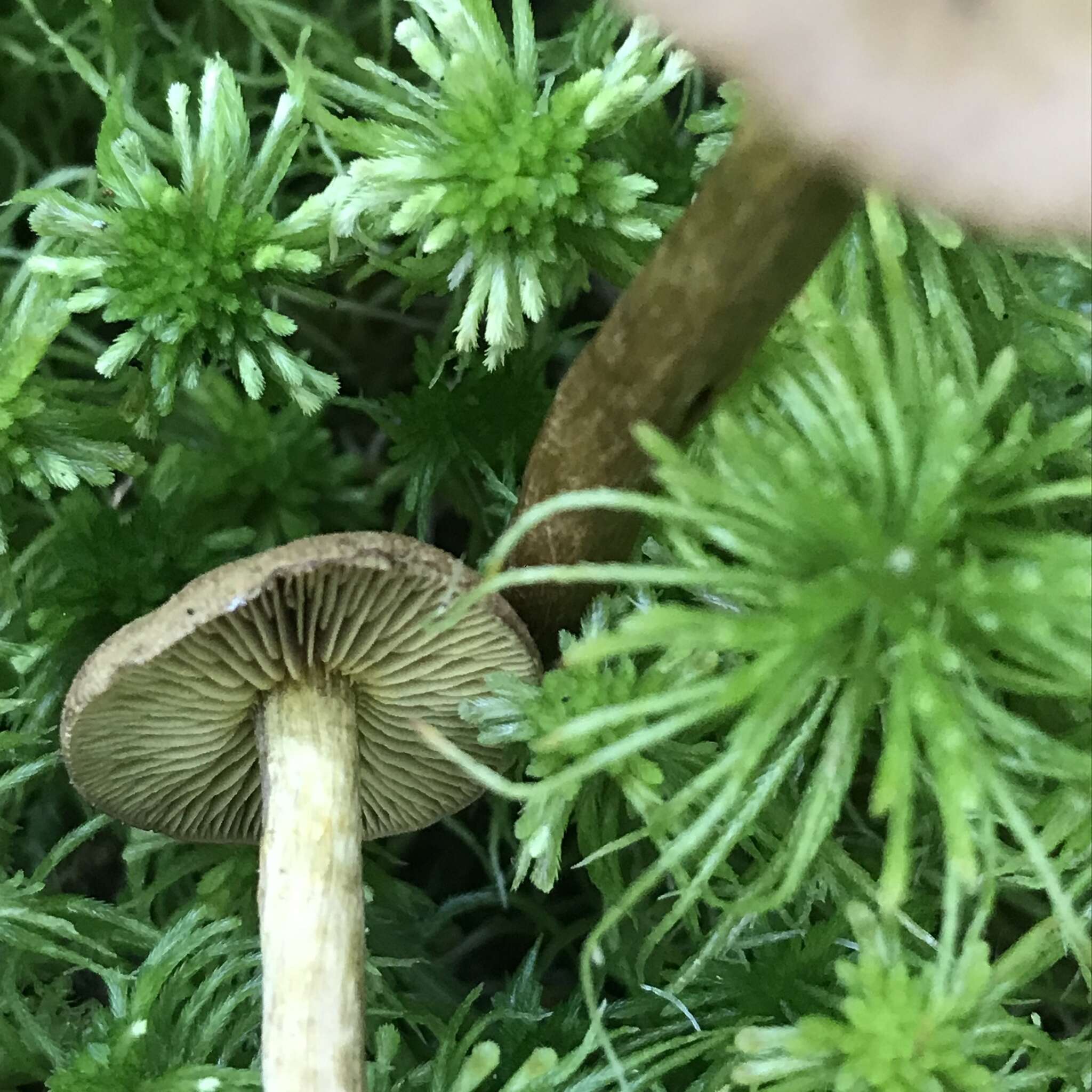 Image of Cortinarius chrysolitus Kauffman 1915