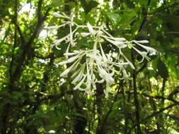 Image of Rudgea jasminoides (Cham.) Müll. Arg.