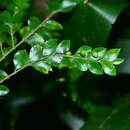 Image of Lasianthus biflorus (Blume) M. Gangop. & Chakrab.