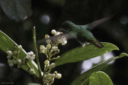 Image of Coppery-headed Emerald