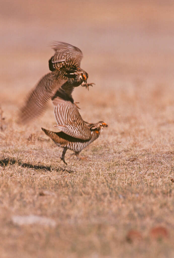 Image of prairie-chickens:  greater prairie-chicken; lesser prairie-chicken