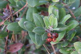 Image of woollyleaf manzanita