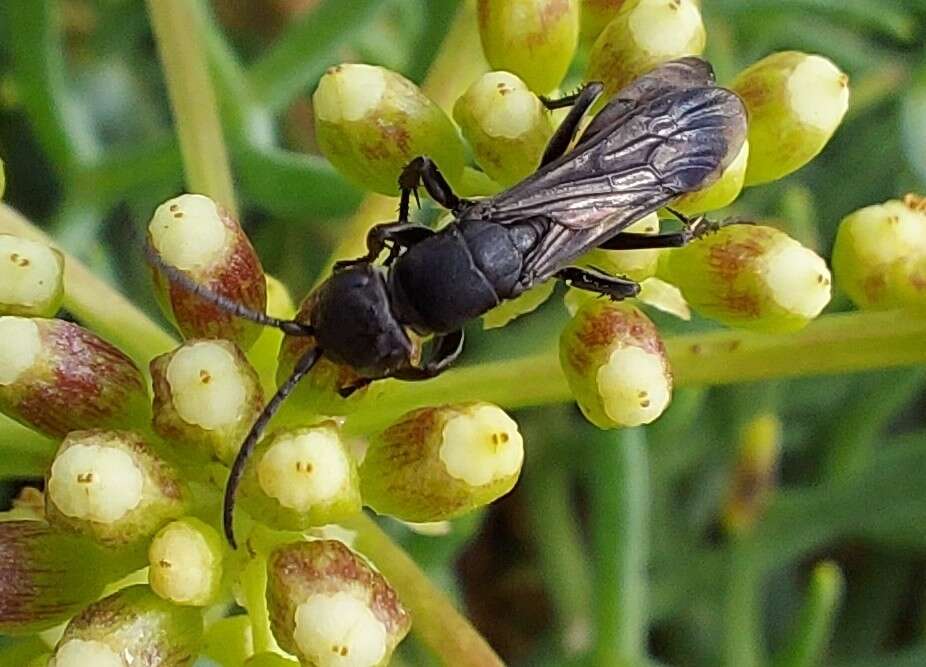 صورة Aporus unicolor Spinola 1808