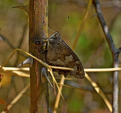 Image of Tree Grayling