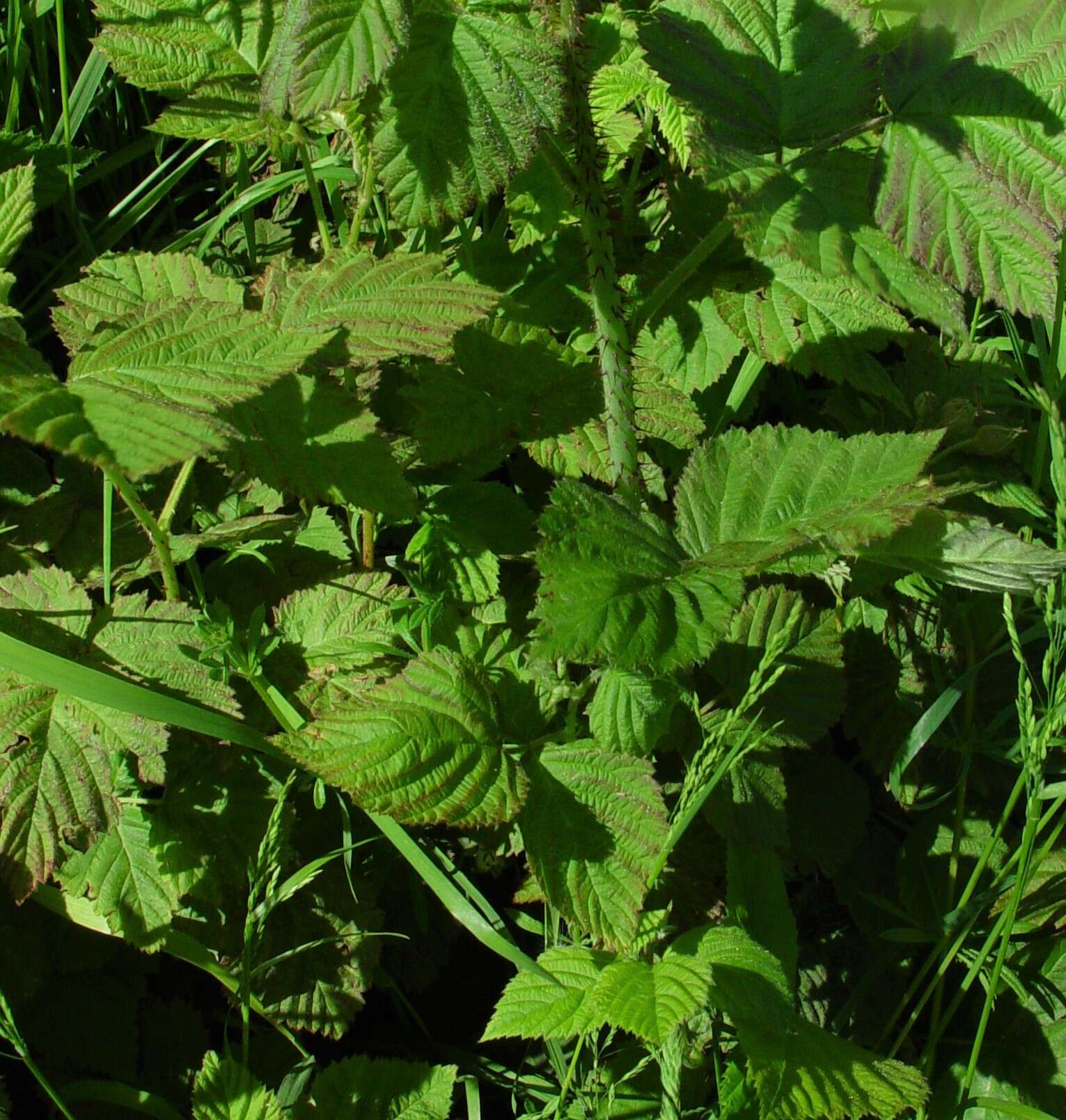 Sivun Rubus loganobaccus L. H. Bailey kuva