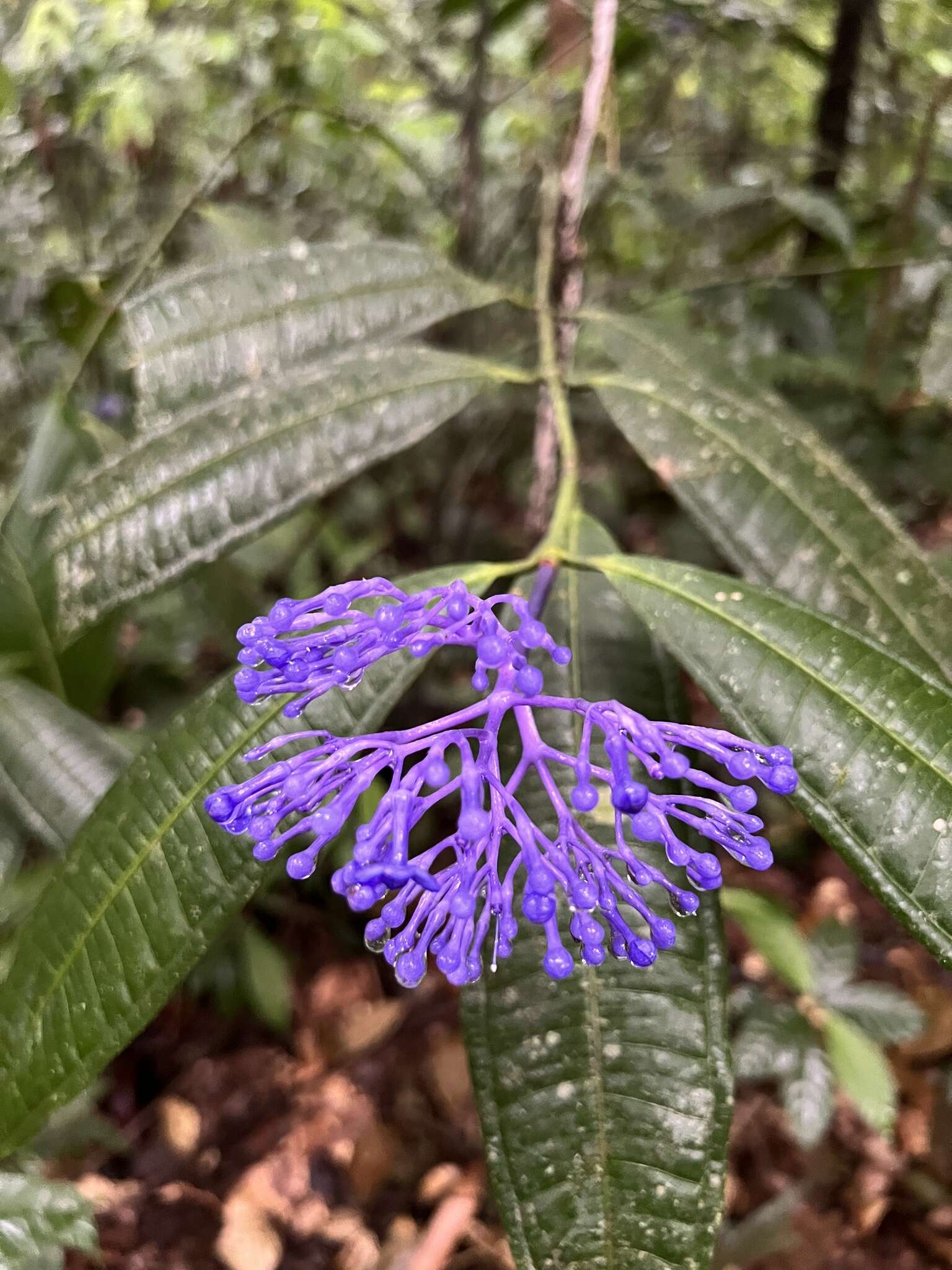 Faramea suerrensis (Donn. Sm.) Donn. Sm.的圖片