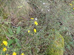 Image of Erechtites diversifolia Petrie.