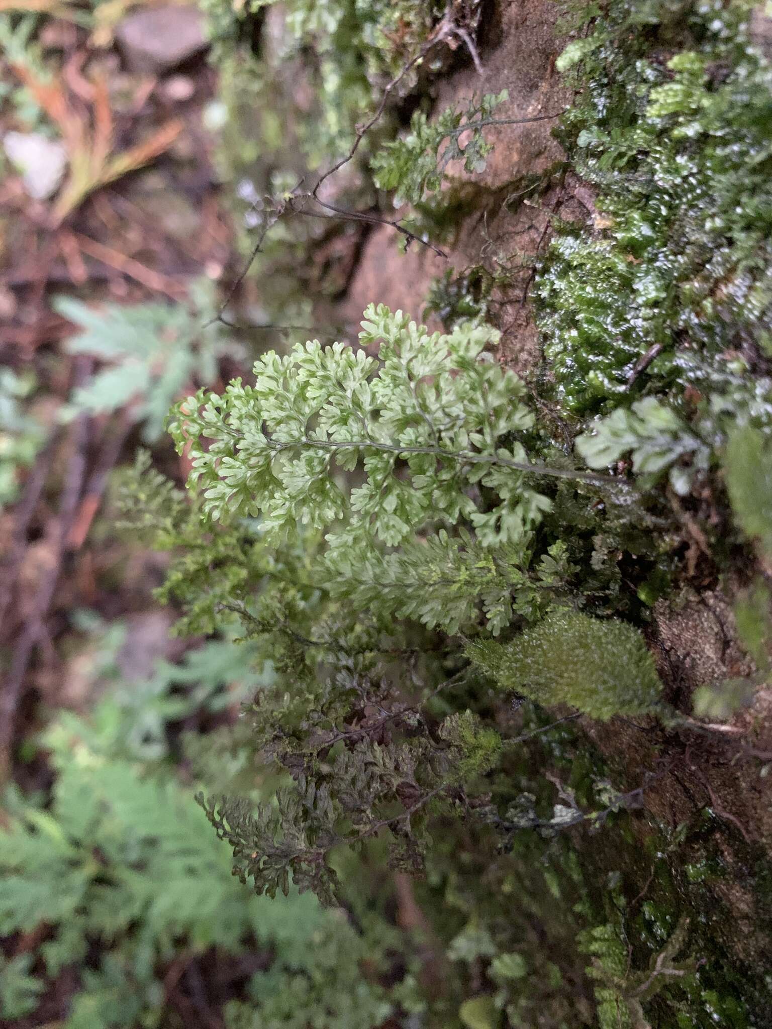 Imagem de Hymenophyllum polyanthos (Sw.) Sw.