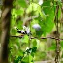 Image of Buff-bellied Monarch