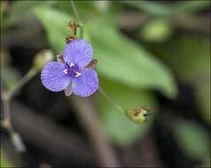Image of Asiatic Dewflower