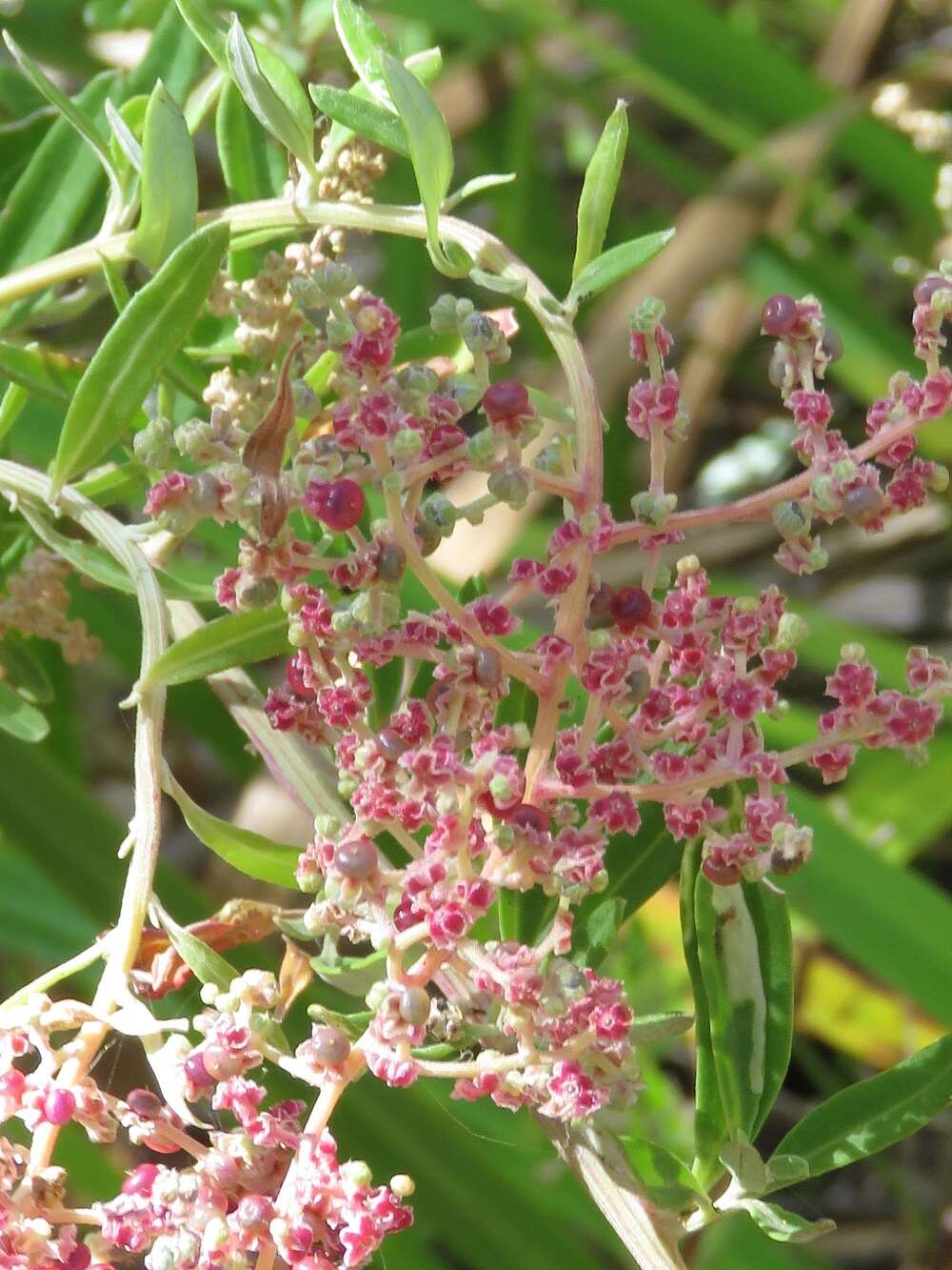 Sivun Chenopodium baccatum Labill. kuva