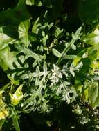 Image of seaside woolly sunflower