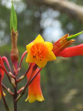 Слика од Blandfordia grandiflora R. Br.