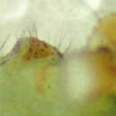 Image of Psilochorus californiae Chamberlin 1919