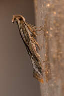 Image of Moth