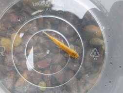 Image of Flat-headed loach