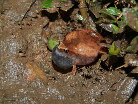 Image of Ant Frog