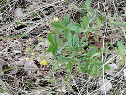 Image of Potentilla humifusa Willd.