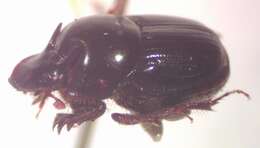 Image of Onthophagus acuminatus Harold 1880