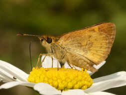 Butleria bissexguttatus Philippi 1860 resmi