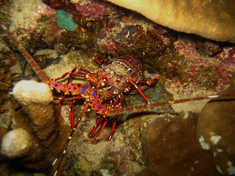 Image of Longlegged Spiny Lobster