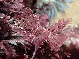 Image of Corallina officinalis var. chilensis
