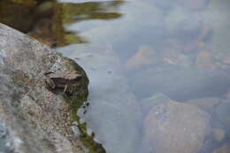 Image of Arabian toad