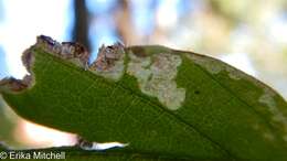 Image of <i>Liriomyza limopsis</i>