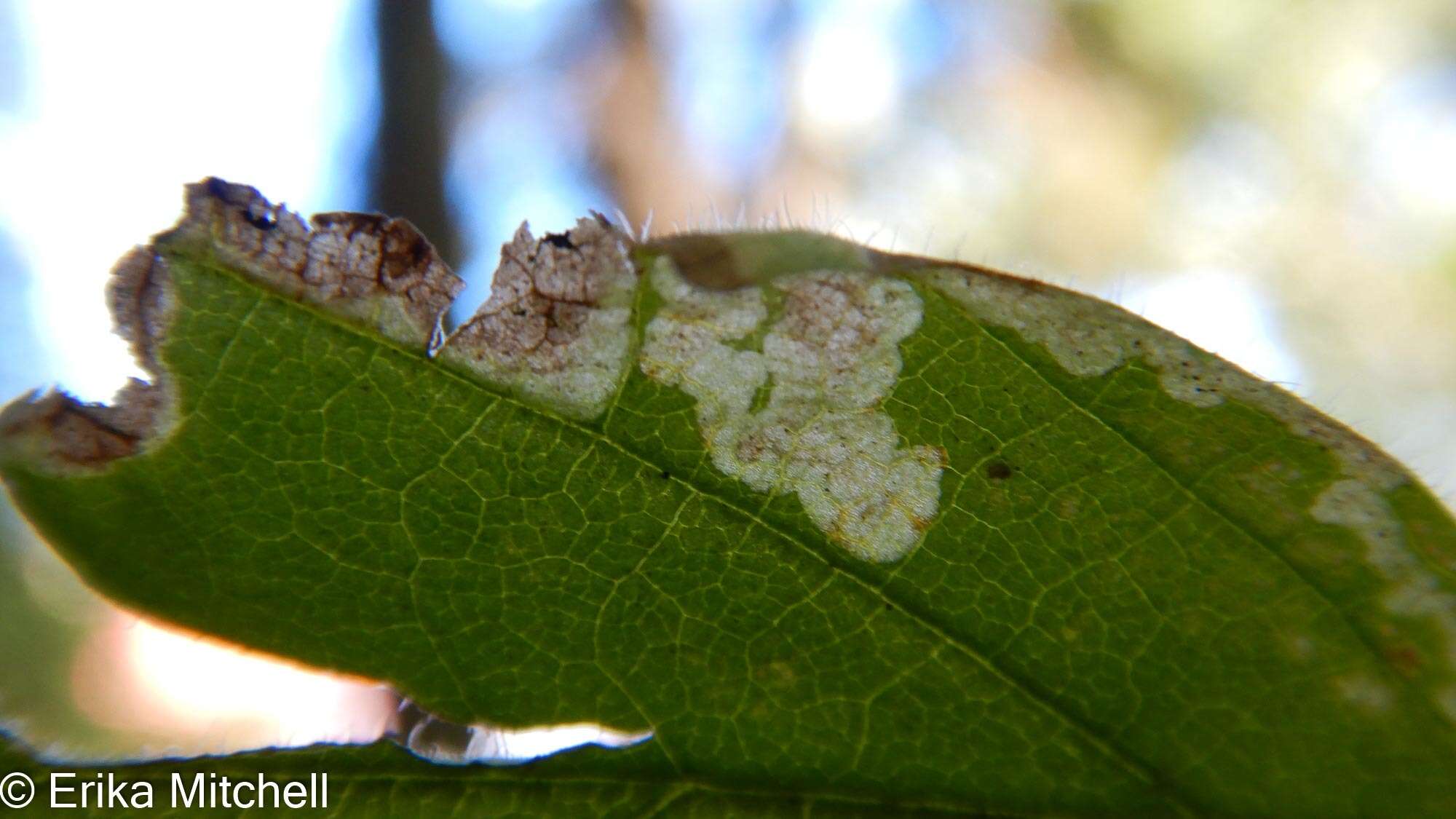 Image of <i>Liriomyza limopsis</i>