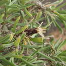 Image of Atractylis arbuscula subsp. arbuscula