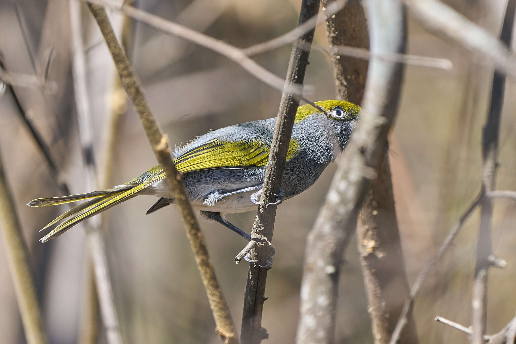 Vireo brevipennis (Sclater & PL 1858)的圖片