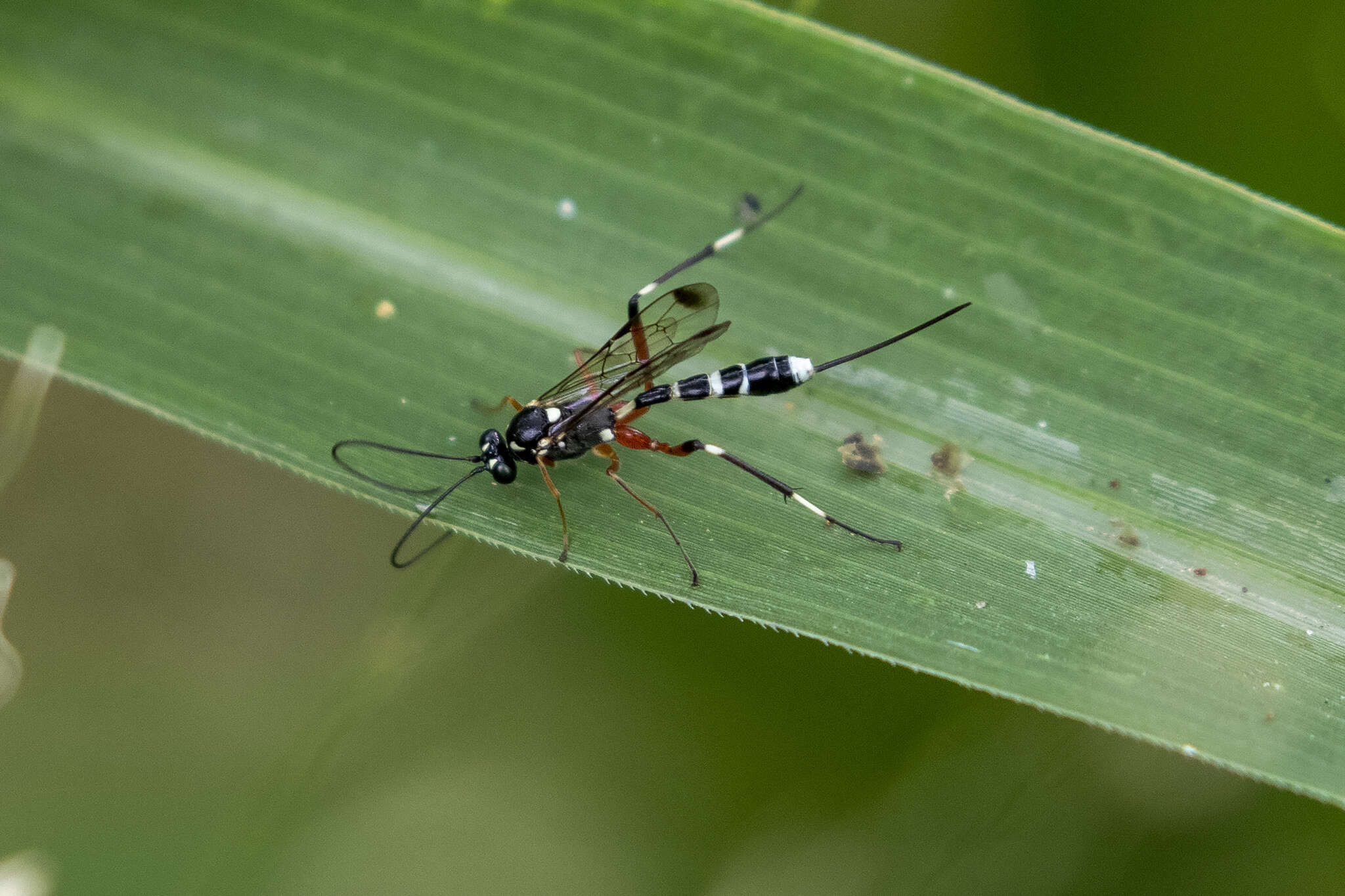 Plancia ëd Leptobatopsis