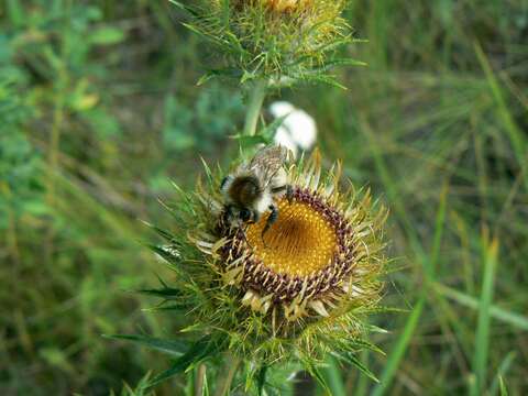 Image of Brown-banded carder bee