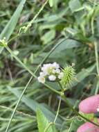 Image of Naudin's cyclanthera